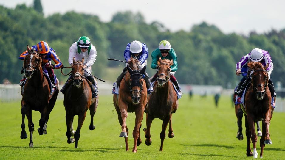 Racehorse Youth Spirit